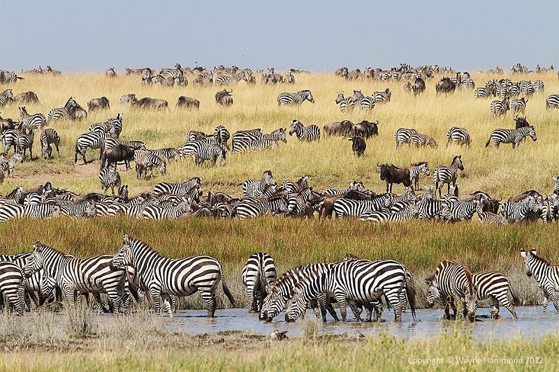  - Tanzania (March 2012)