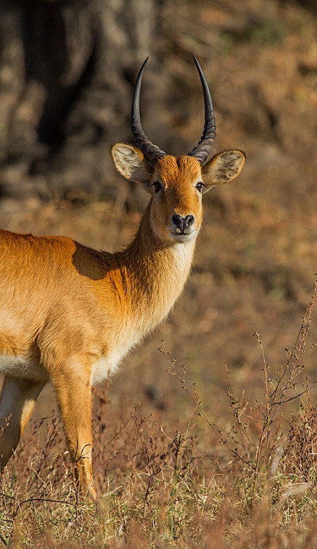  - Zambia (June 2013)