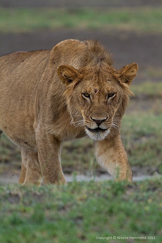  - Tanzania (March 2012)