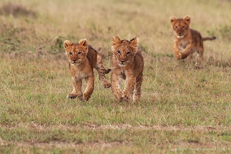  - Kenya (March 2014)