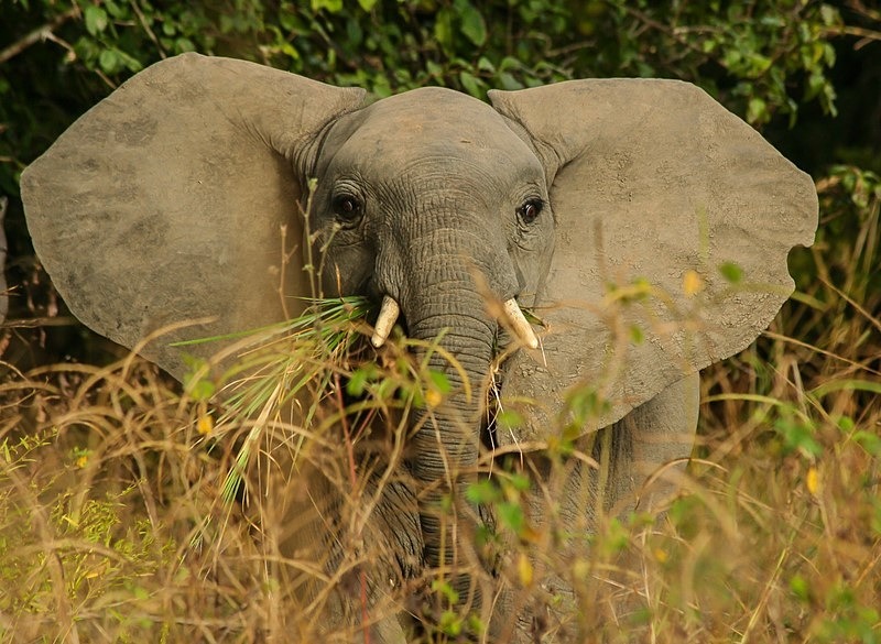  - Zambia (May 2009)