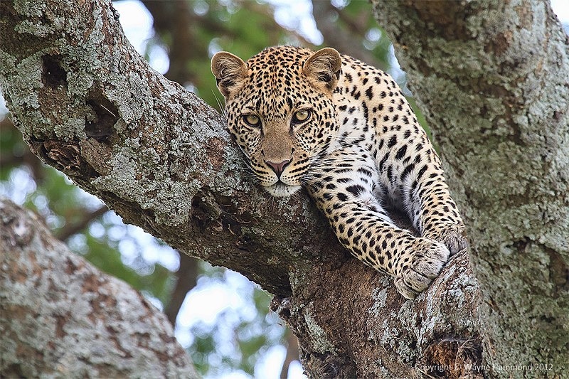  - Tanzania (March 2012)
