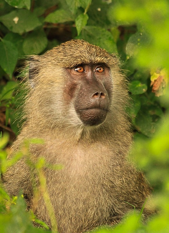  - Tanzania (May 2010)