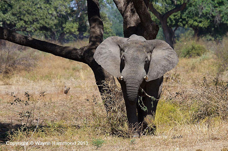  - Zambia (June 2013)