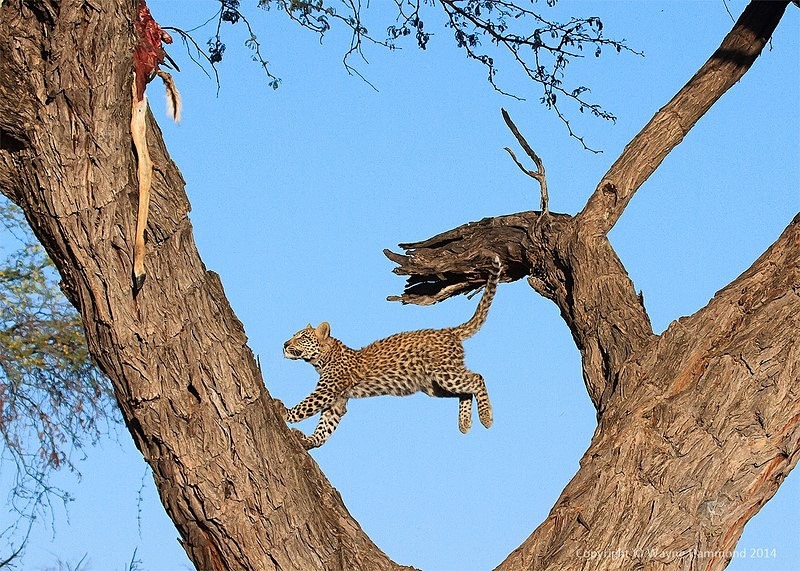  - Botswana (August 2014)