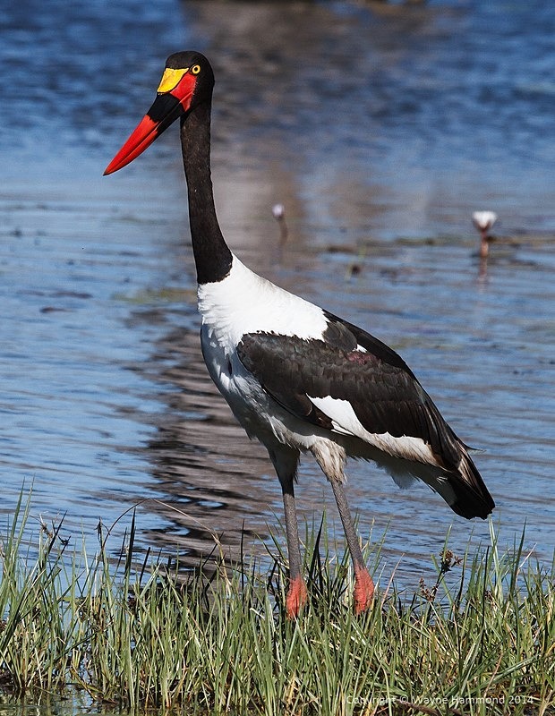  - Botswana (August 2014)