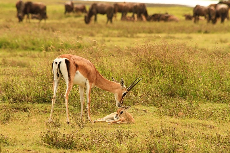  - Tanzania (May 2010)