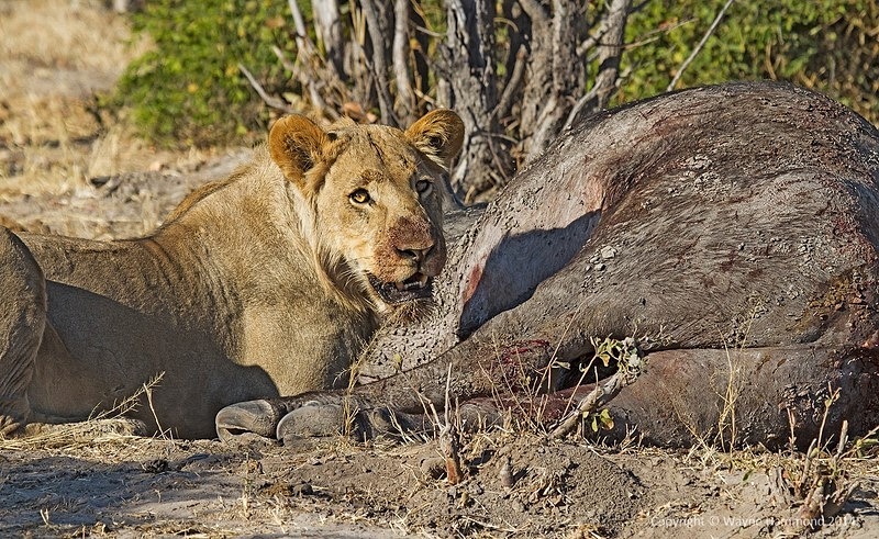  - Botswana (August 2014)