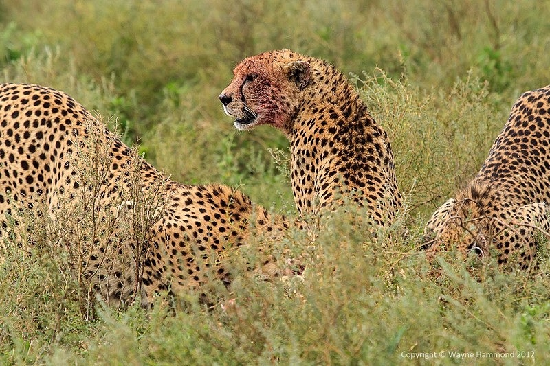  - Tanzania (March 2012)