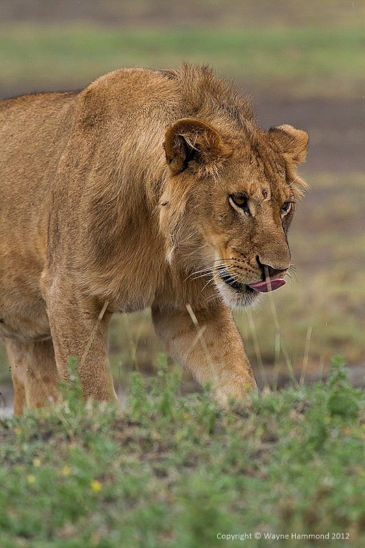  - Tanzania (March 2012)