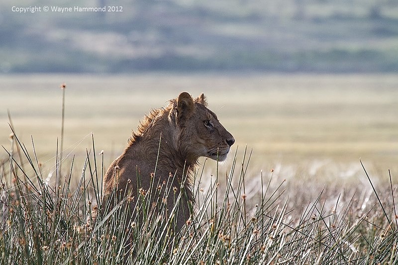  - Tanzania (March 2012)