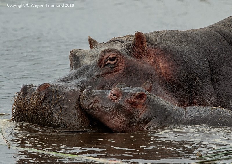  - Tanzania (October 2018)