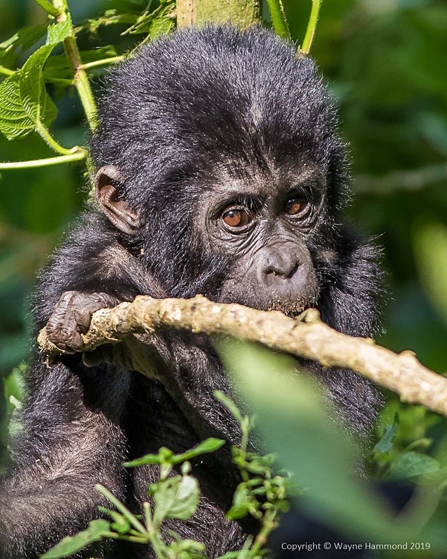  - Uganda (June 2019)
