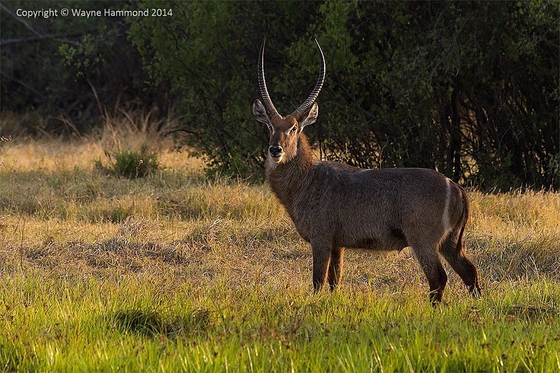  - Botswana (August 2014)