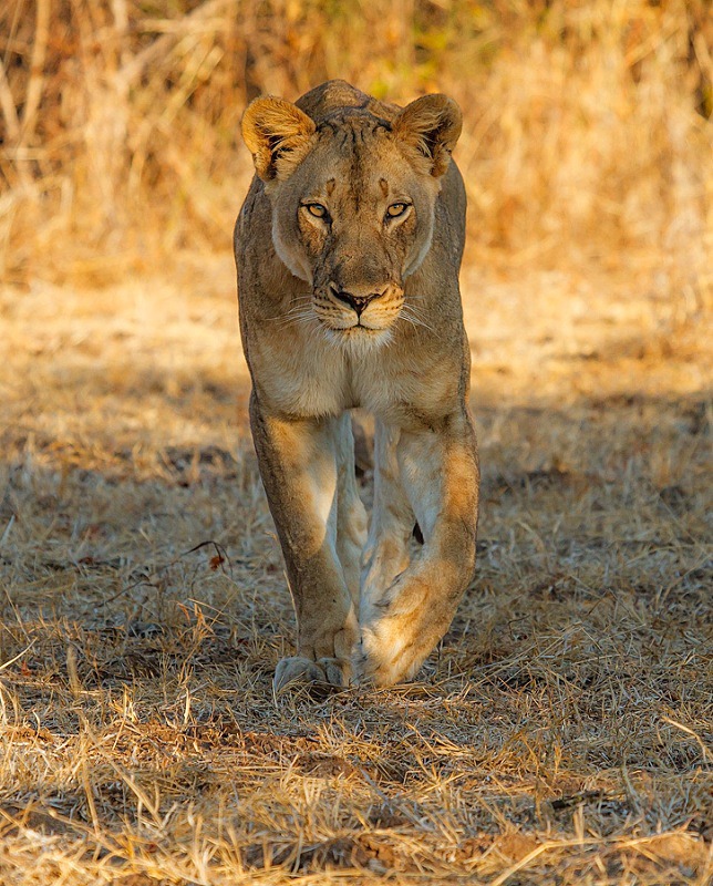  - Zambia (June 2013)