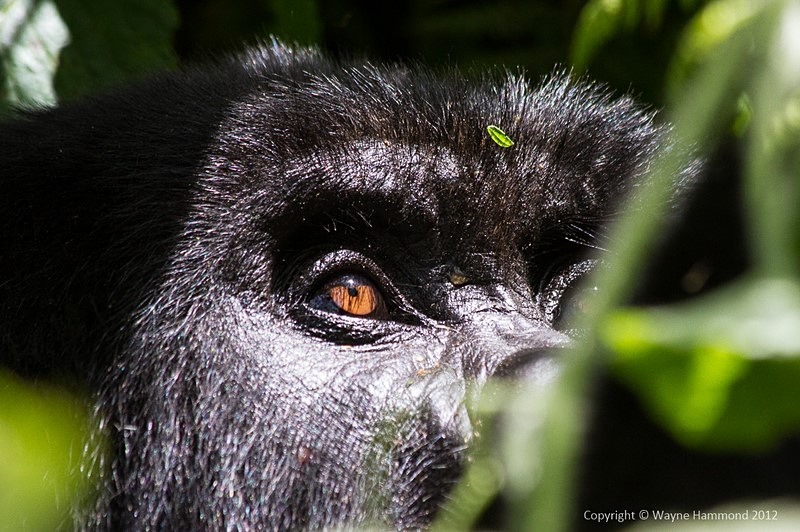  - Rwanda (March 2012)