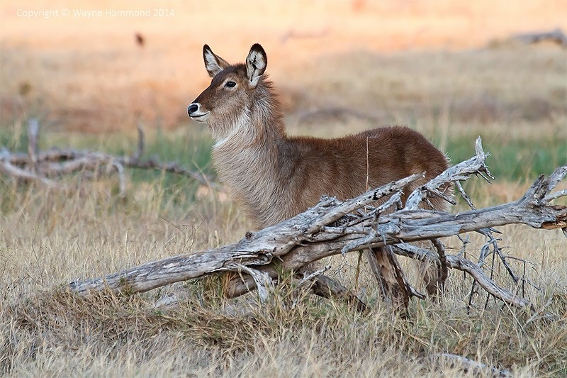  - Botswana (August 2014)