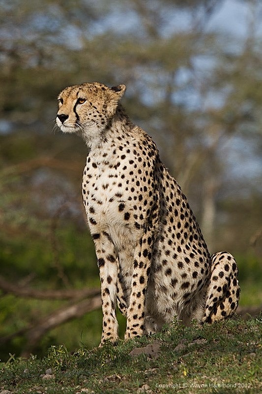  - Tanzania (March 2012)