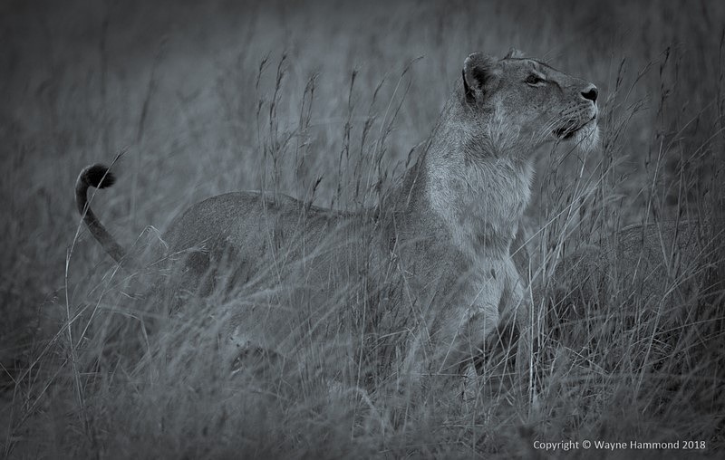  - Tanzania (October 2018)