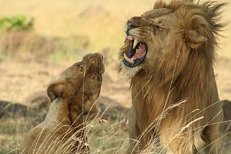 - Kenya (March 2009)