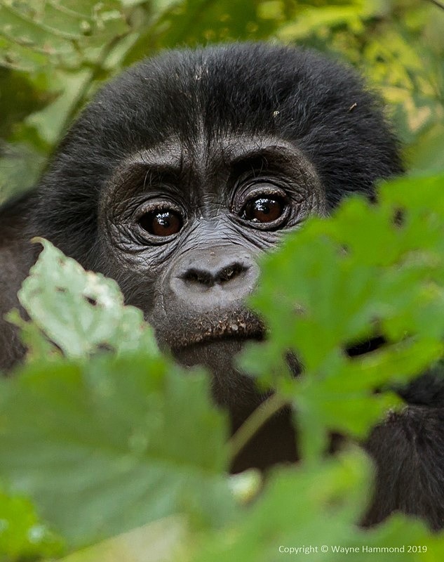  - Uganda (June 2019)