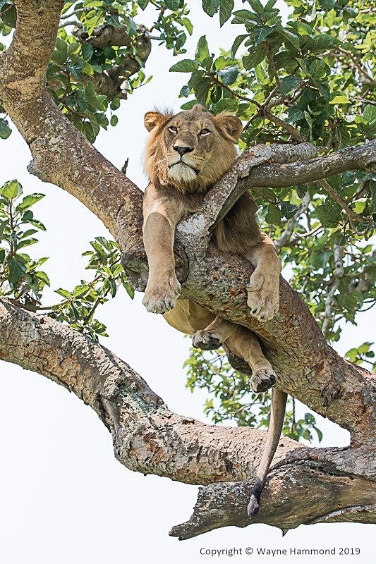  - Uganda (June 2019)