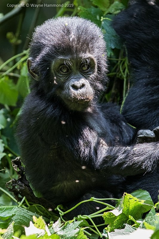  - Uganda (June 2019)