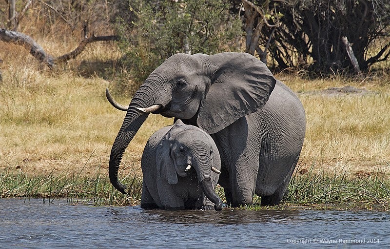  - Botswana (August 2014)