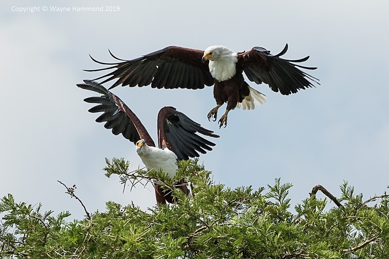  - Uganda (June 2019)