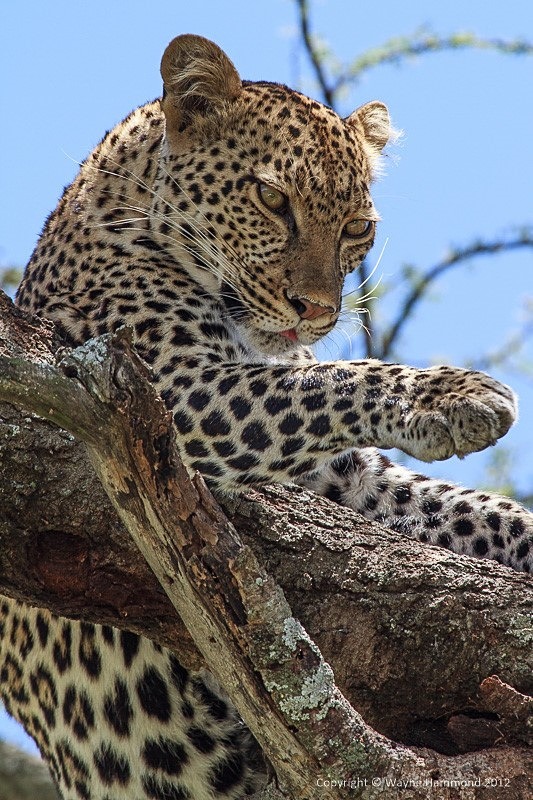  - Tanzania (March 2012)