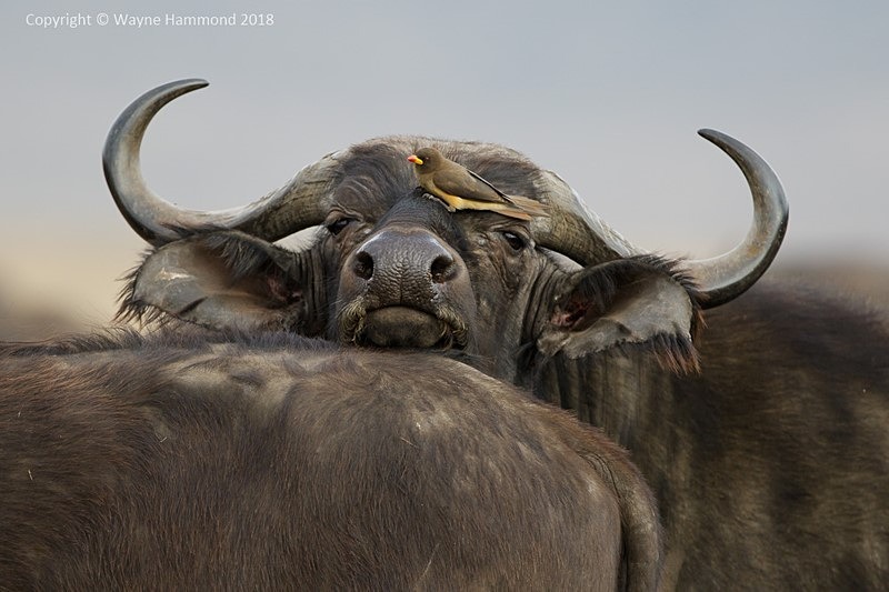  - Tanzania (October 2018)