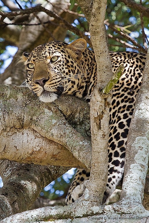  - Kenya (March 2014)