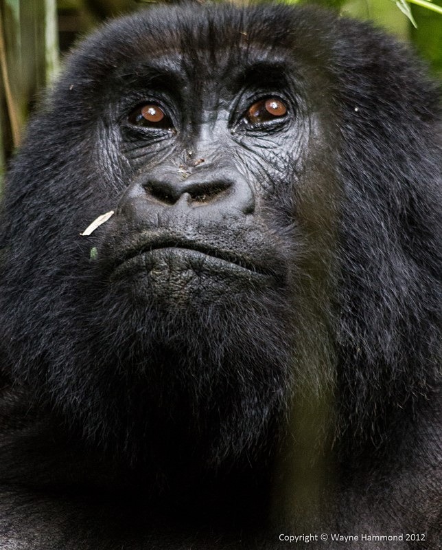  - Rwanda (March 2012)