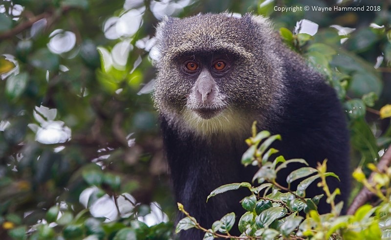  - Tanzania (October 2018)