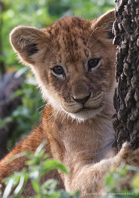  - Tanzania (March 2012)