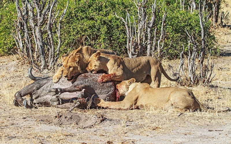  - Botswana (August 2014)