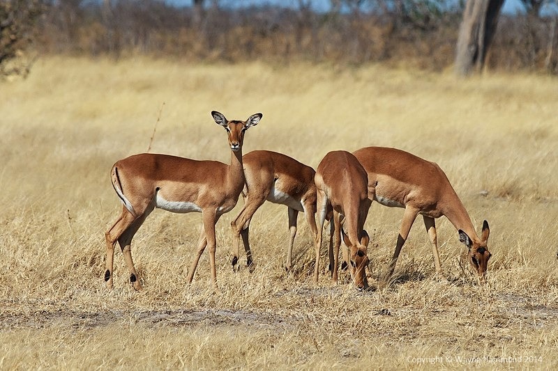  - Botswana (August 2014)