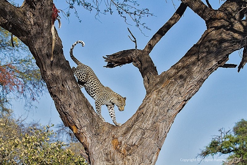  - Botswana (August 2014)