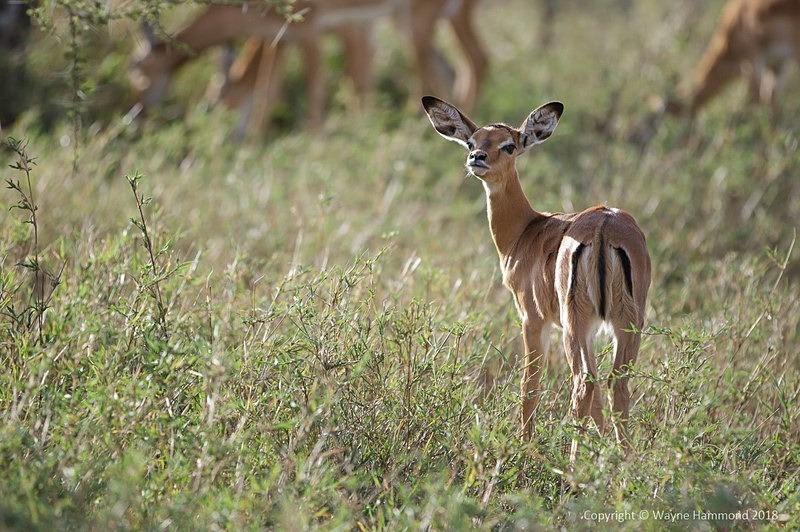  - Tanzania (October 2018)