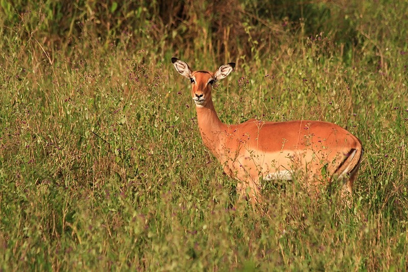  - Tanzania (May 2010)
