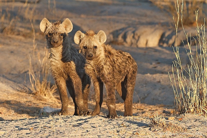  - Botswana (August 2014)