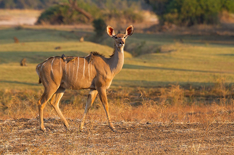  - Zambia (June 2013)