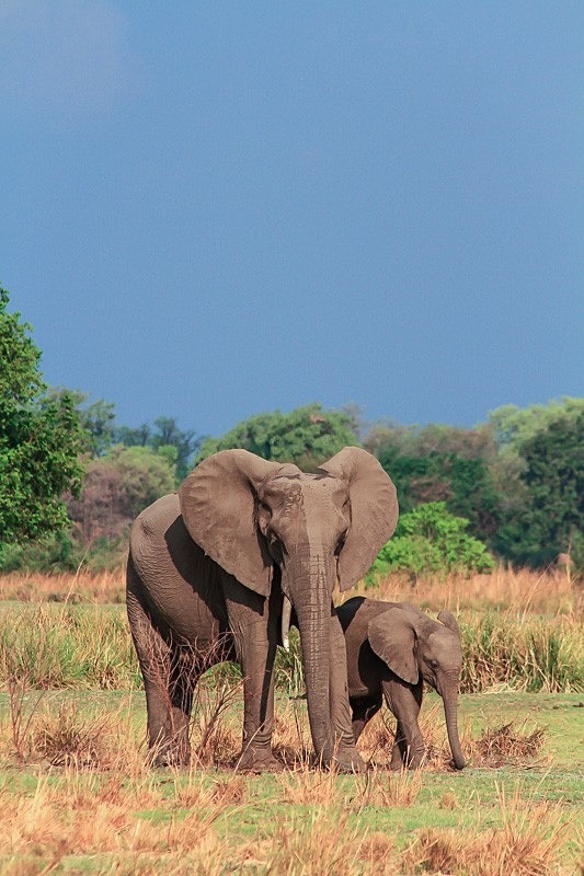  - Zimbabwe (November 2010)