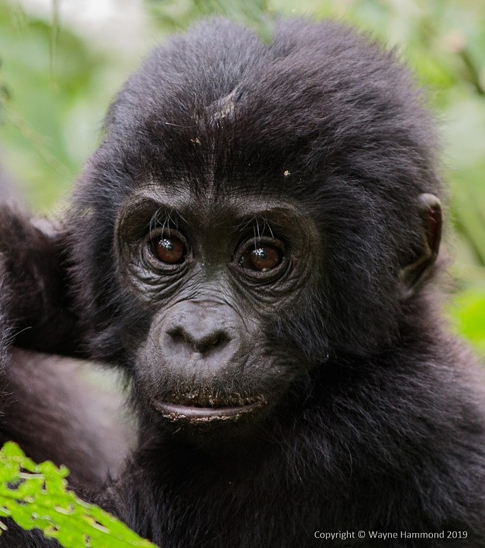  - Uganda (June 2019)