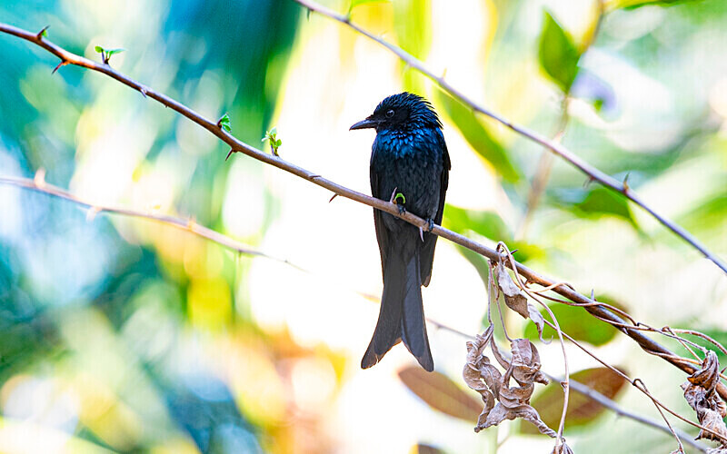 Black Drongo - Sundarban National Park North East India February 2025
