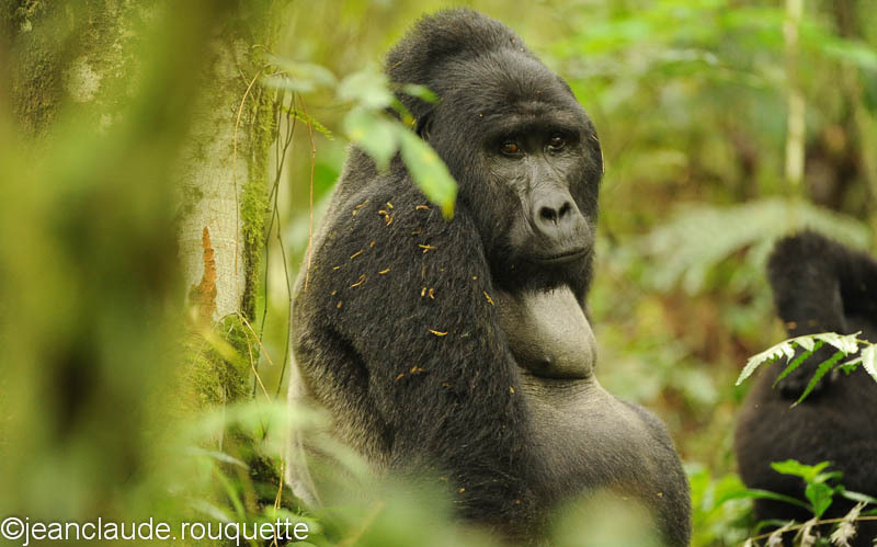 Big silver backed mountain gorilla. - Bwindi impenetrable forest Uganda 2012