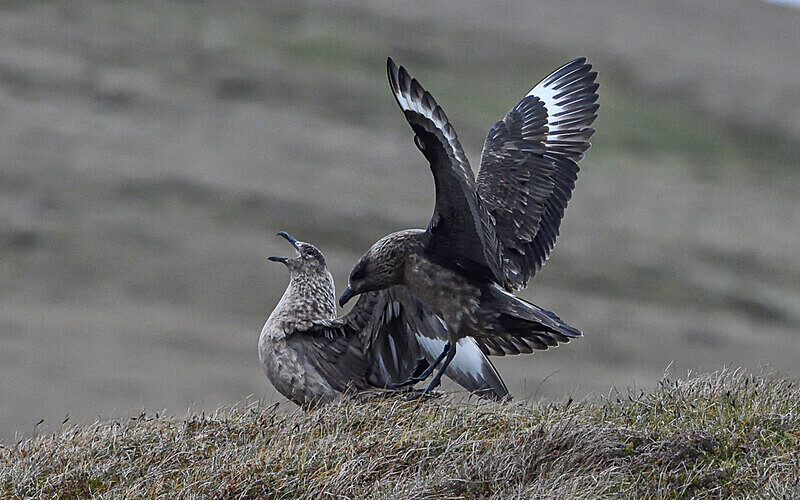 Herma Ness - Shetlands and Cairngorn national park (Scotland)