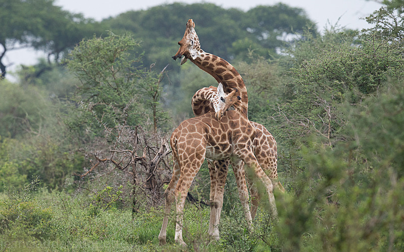 Murchison - Uganda 2016