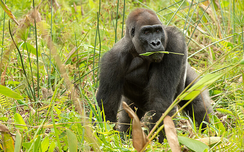 Silver back - Loango national park (Gabon 2024)