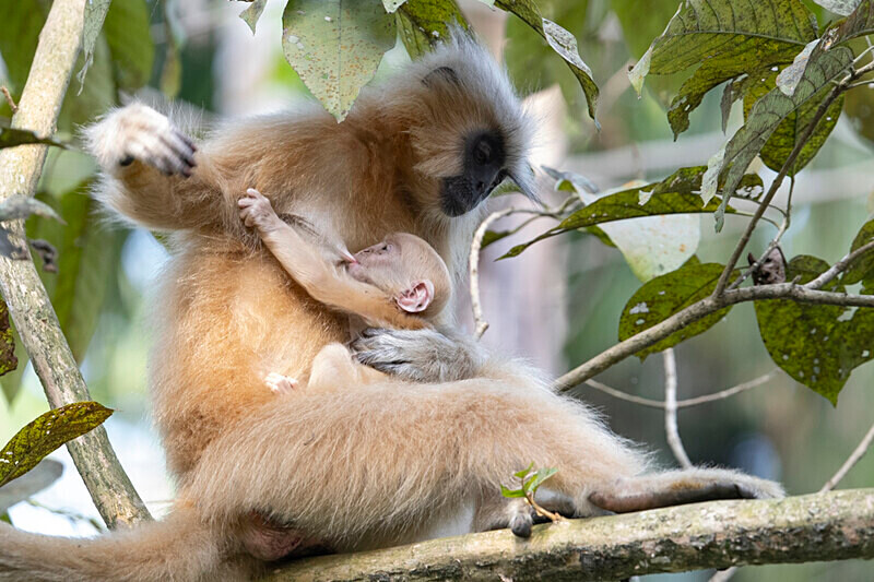 Golden Langur - Manas National Park North East India 2025